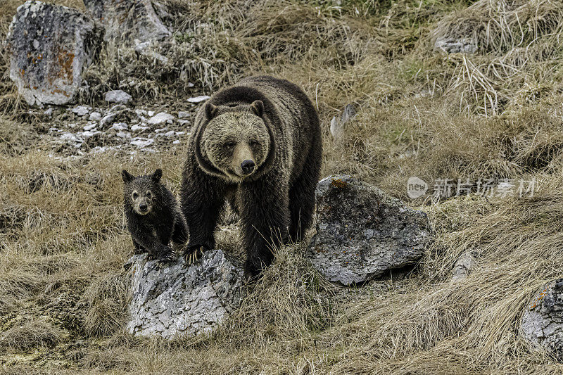 灰熊(Ursus arctos horbilis)，也被称为北美棕熊或简称为灰熊，是居住在北美的棕熊的一个种群或亚种。黄石国家公园，怀俄明州。熊妈妈和小熊们。